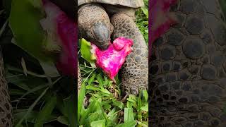 Tortoise ripping little bits from dragon fruit skin [upl. by Neve]