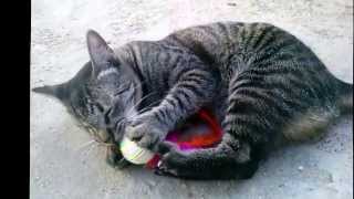 Gatos Brincando com Bolinha [upl. by Ermey]