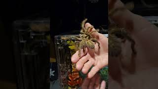 Rehousing female Poecilotheria rufilata [upl. by Mahalia220]