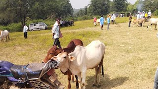 kukru Hata video 15112024 November Friday Jharkhand West Bengal bichhu bich hot🐔🐔 [upl. by Borg]