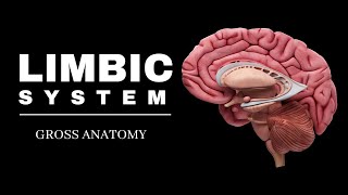 Limbic System  Brain Anatomy  Hippocampus  Amygdala  Papez circuit  Video 3 [upl. by Siuqaj]