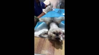 Episode 100 disinfection and shaving before spaying dog [upl. by Ettelloc111]