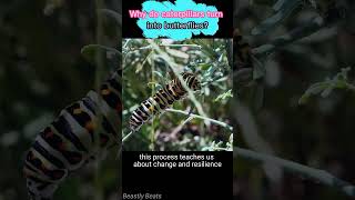 Why do caterpillars turn into butterflies animals wildlife facts [upl. by Entroc]