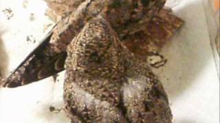 Fledgling Common Nighthawks  Wild Bird Rehabilitation in Overland Mo [upl. by Adyeren946]