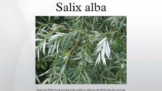 Salix alba [upl. by Shayne]