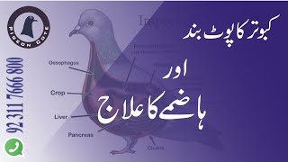 Pigeons Stomach Problem  Pigeons Stomach Blockage  Pigeons Vomiting  Pigeon Cote by Waleed Alam [upl. by Mctyre]