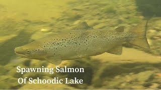 Spawning Salmon of Schoodic Lake Underwater Footage [upl. by Lenes497]