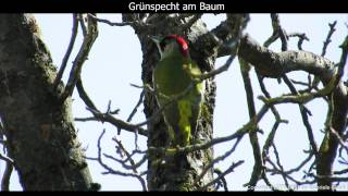 GrünspechtMännchen ruft  European green woodpecker singing  Picus viridis 1080p HD [upl. by Noirda]