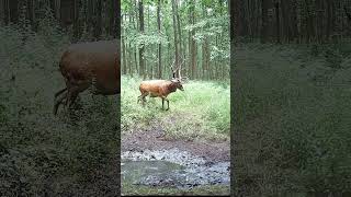 JELENIE  DEMONSTRACJA SIŁY deer nature trailcam animals [upl. by Herold574]