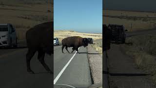 Pedestrian crossing means something else in Utah [upl. by Gleda]