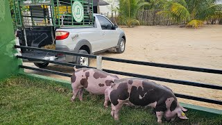 Porcos Suínos Vendidos para Caicó RN 🏜🐖🐷⏳️🙌 [upl. by Ormsby]