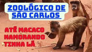 ZOOLÓGICO de SÃO CARLOS SP teve até Macaco namorando [upl. by Mini782]