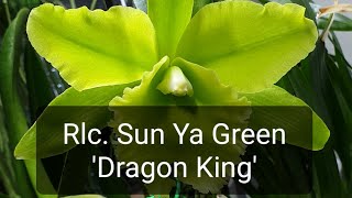 RLC SunYa Green Dragon King [upl. by Siroval]