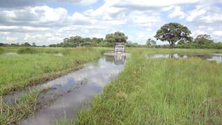 Watercrossing Khwai River Moremi GR Botswana [upl. by Millford]