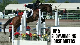 5 Best ShowJumping Horse Breeds [upl. by Ahsieka686]