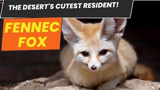 Why Fennec Foxes Are the Ultimate Survivors fennec fox animals documentary [upl. by Tiebold]