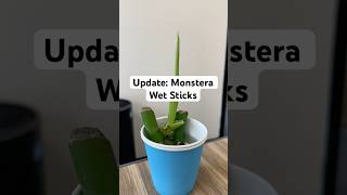 monstera monsteraplant propagation hydroponics houseplants plants wetstick indoorplants [upl. by Quintessa]