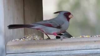 Pyrrhuloxia Cardinalis sinuatus aka Desert Cardinal Male at Feeder Davis Mountains SP [upl. by Eisenhart]