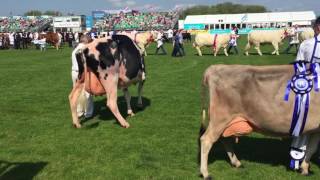 Balmoral Show parade of champions [upl. by Towne115]