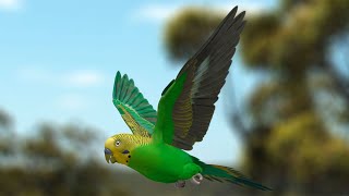 Melopsittacus Undulatus Budgerigar [upl. by Ahsitnauq447]