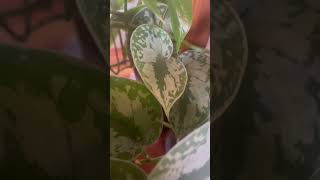 Scindapsus Pictus Exotica  Common Rare Tropical Houseplants  Indoor Plants  Urban Jungle  Planty [upl. by Aryl]