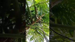 MONSTERA DELICIOSA en el parque Iztaccihuatl cdmx park indigenous girl in the city shortvideo [upl. by My10]