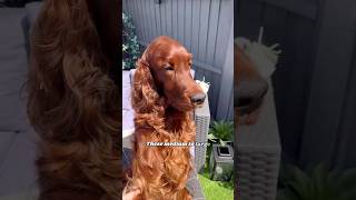 Irish Setters Beauty in Their Feathered Red Coats irishsetter setter dogbreed [upl. by Limaj794]