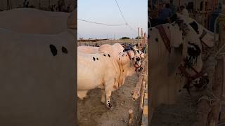 Northern Bypass Mandi 😱 Mandi Series Ep 02🐮shorts mandi [upl. by Ulphi]