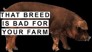 What You Need to Know About Pig Breed Selection When Starting Pig Farming [upl. by Doretta]