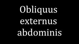 How to pronounce Obliquus externus abdominis [upl. by Novelia]