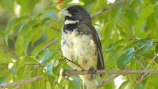 Canto do coleirinho na Natureza [upl. by Langille]