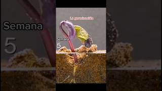 viral La Germinación de una semilla 😯🌱 shorts semillas germination plants siembra shirts wow [upl. by Davidoff]