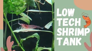 How To Setup a No Water Change Shrimp Tank [upl. by Nagol]