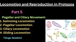 Locomotion and Reproduction Part 5 Flagellary and Ciliary Movement biology neet zoology [upl. by Ylekalb]