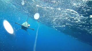 Gold Coast Hammerhead Shark caught on Waterwolf camera [upl. by Laamak]