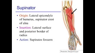 Anatomy of the supinator muscle Its origin insertion and function [upl. by Merrel418]