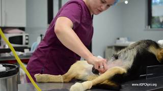 SpayNeuter Patient Care Patient Prep  Canine [upl. by Tabbi]