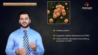 staphylococcus epidermidis quick review  Medvizz microbiology animations [upl. by Hodgkinson]