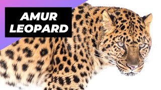 Amur Leopard 🐆 The Most Endangered Big Cat [upl. by Kerby]