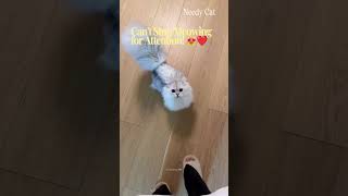 Needy Cat Cant Stop Meowing for Attention 😻❤️ catlovers adorableanimals kittyantics [upl. by Burr]