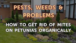 How to Get Rid of Mites on Petunias Organically [upl. by Lennod797]