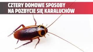 4 domowe sposoby na pozbycie się karaluchów [upl. by Trellas495]