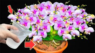 1 Cup Per Month Orchids Grow 300 Times Faster And Bloom All Year Long [upl. by Terris]