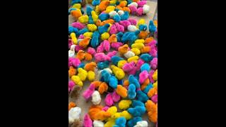 Colorful chicks chirping Baby chicken colourfulchicks cuteanimals birds chicks youtubeshorts [upl. by Arron]