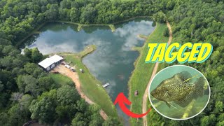 Tagging Bass and Crappie in my 4 Acre Pond [upl. by Pren]