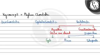 Fill in the blanks \ \mathrmP \ Vertebrata W  1 asubphylum bchondrichthyes costeicht [upl. by Ephraim]