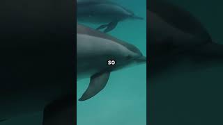 How Dolphin Echolocation Works in 60 Seconds [upl. by Ardnas]