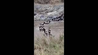 The Amazing Wildebeest Migration crosses the Masaai Mara River in Africa 🇰🇪 kenya [upl. by Adlemy]