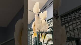 Umbrella Cockatoos Dancing♥️ cockatoos bird [upl. by Surtemed]