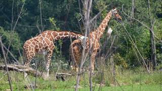 Zebra duck and Fox Safari Surprises [upl. by Paulie]